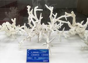 说明:L:\伟德国际victor1946宣传片素材\伟德国际victor19462016微信公众号推送文件\照片\南海珊瑚礁生物标本馆以及部分科考展品-2.jpg